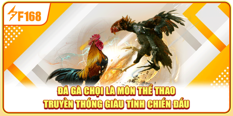 Đá gà chọi là môn thể thao truyền thống giàu tính chiến đấu