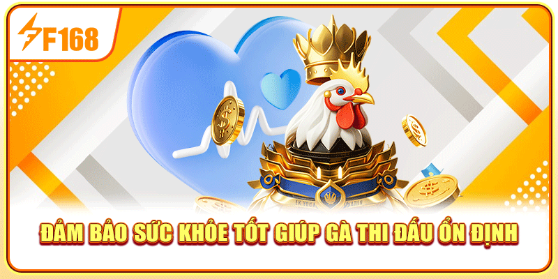 Đảm bảo sức khỏe tốt giúp gà thi đấu ổn định