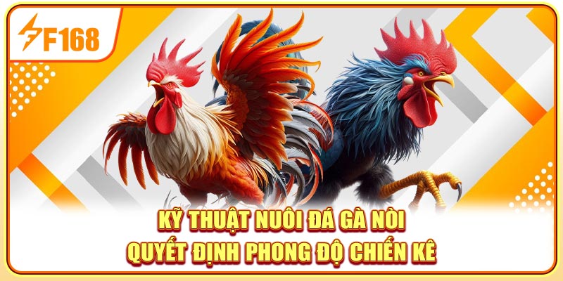 Kỹ thuật nuôi đá gà nòi quyết định phong độ chiến kê